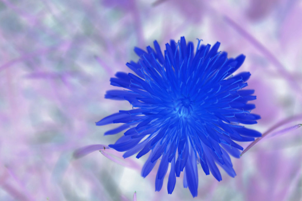 Inverted color dandelion